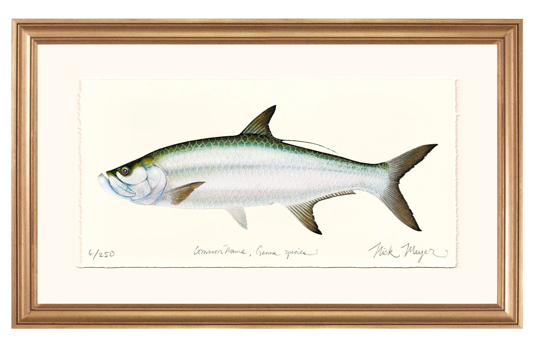 Tarpon Limited Edition Print - Best Seller