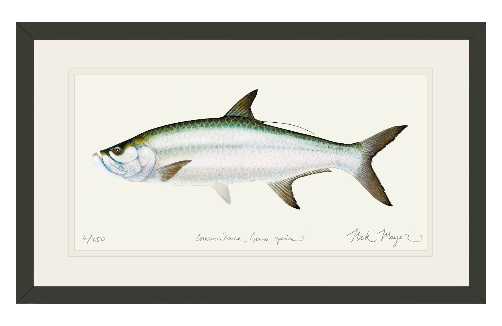 Tarpon Limited Edition Print - Best Seller