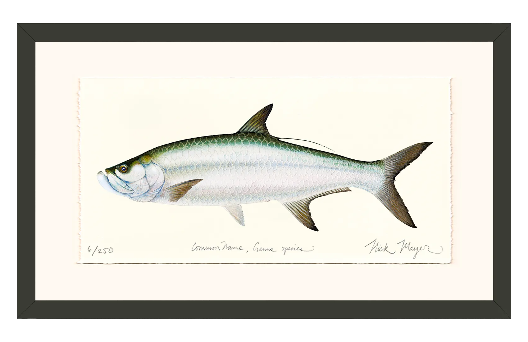 Tarpon Limited Edition Print - Best Seller