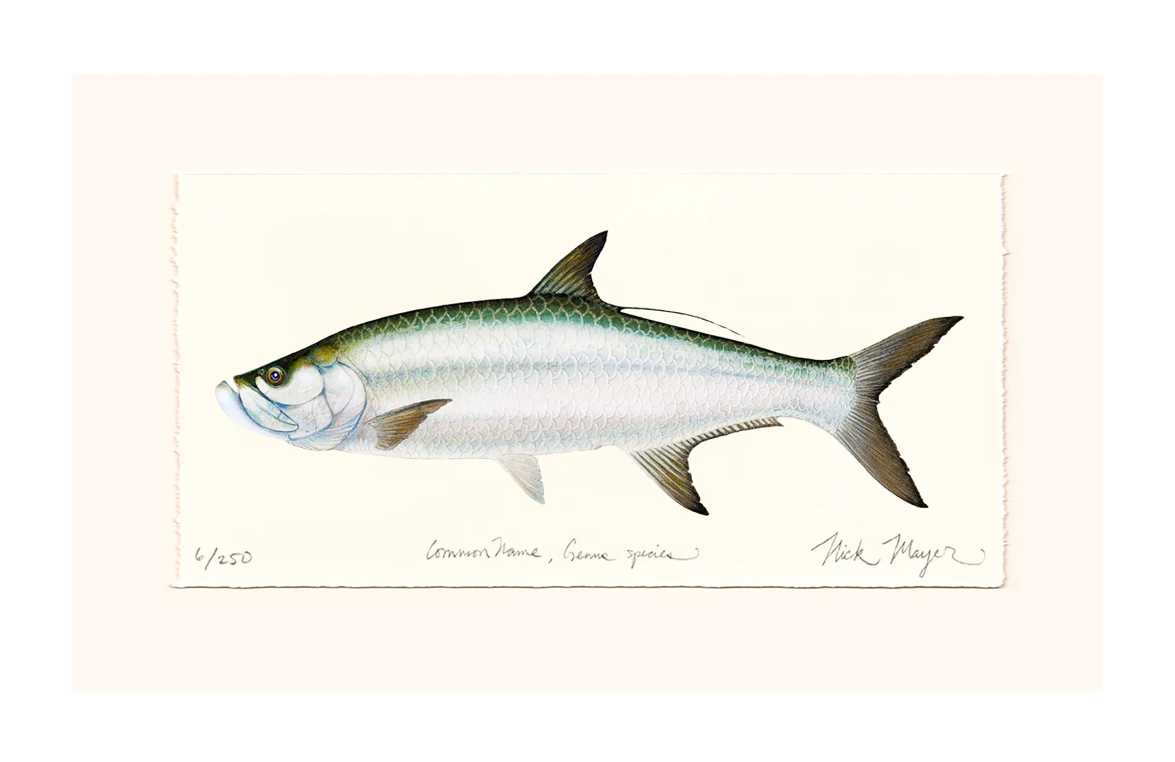 Tarpon Limited Edition Print - Best Seller