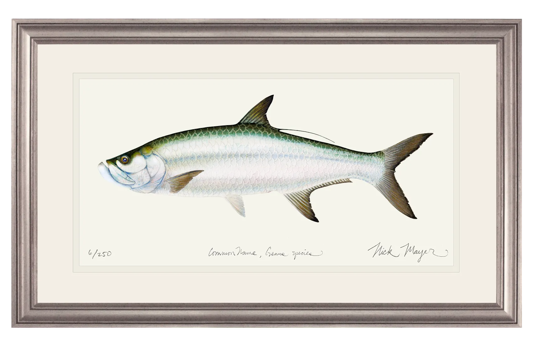 Tarpon Limited Edition Print - Best Seller