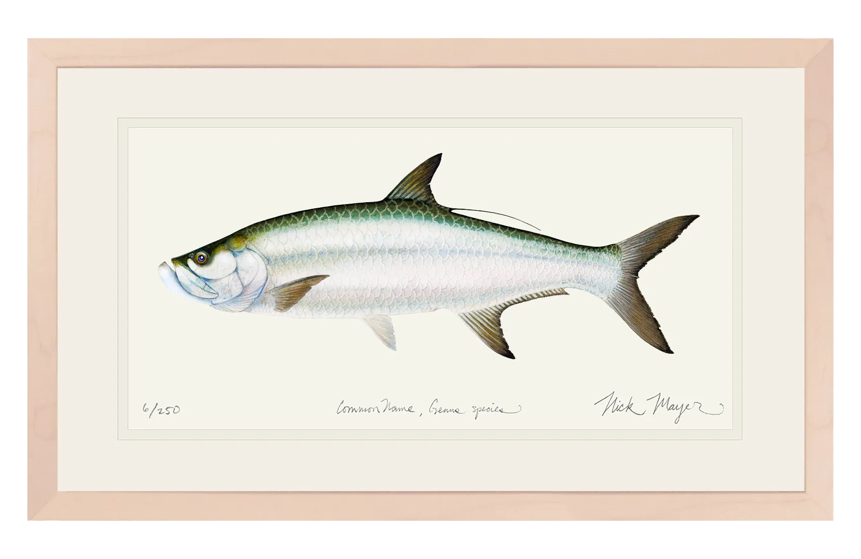 Tarpon Limited Edition Print - Best Seller