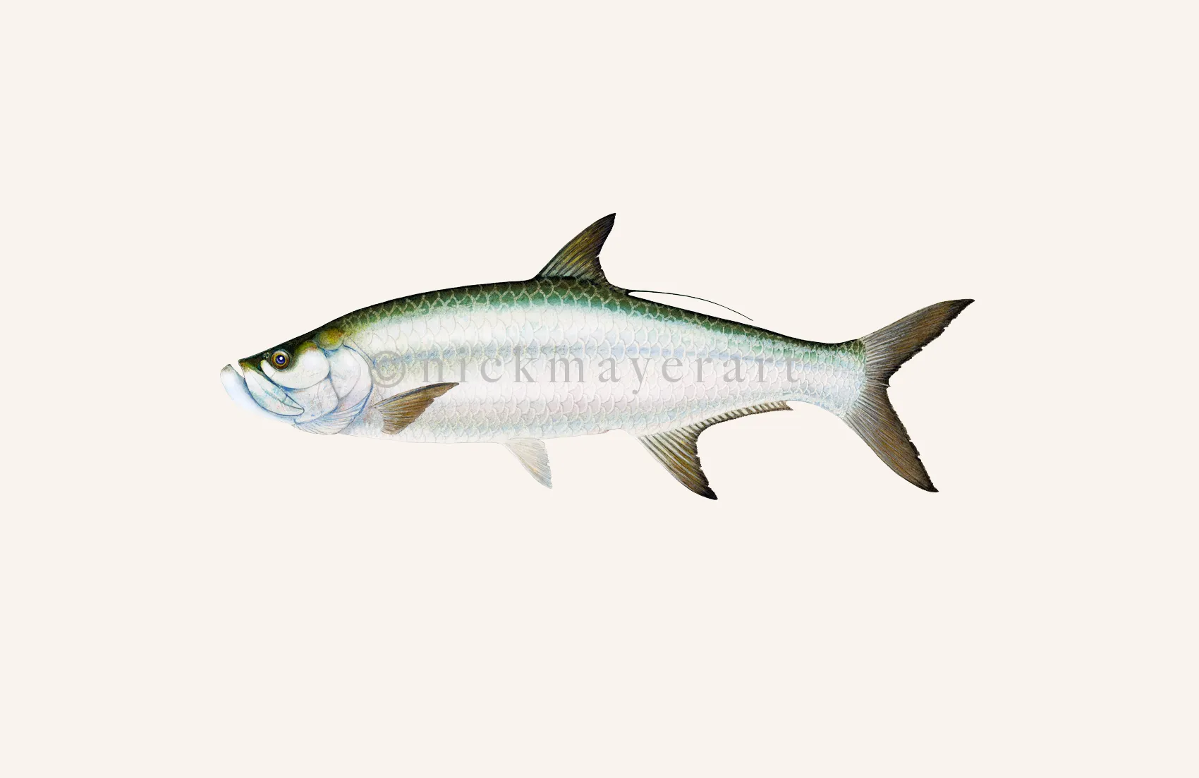 Tarpon Limited Edition Print - Best Seller