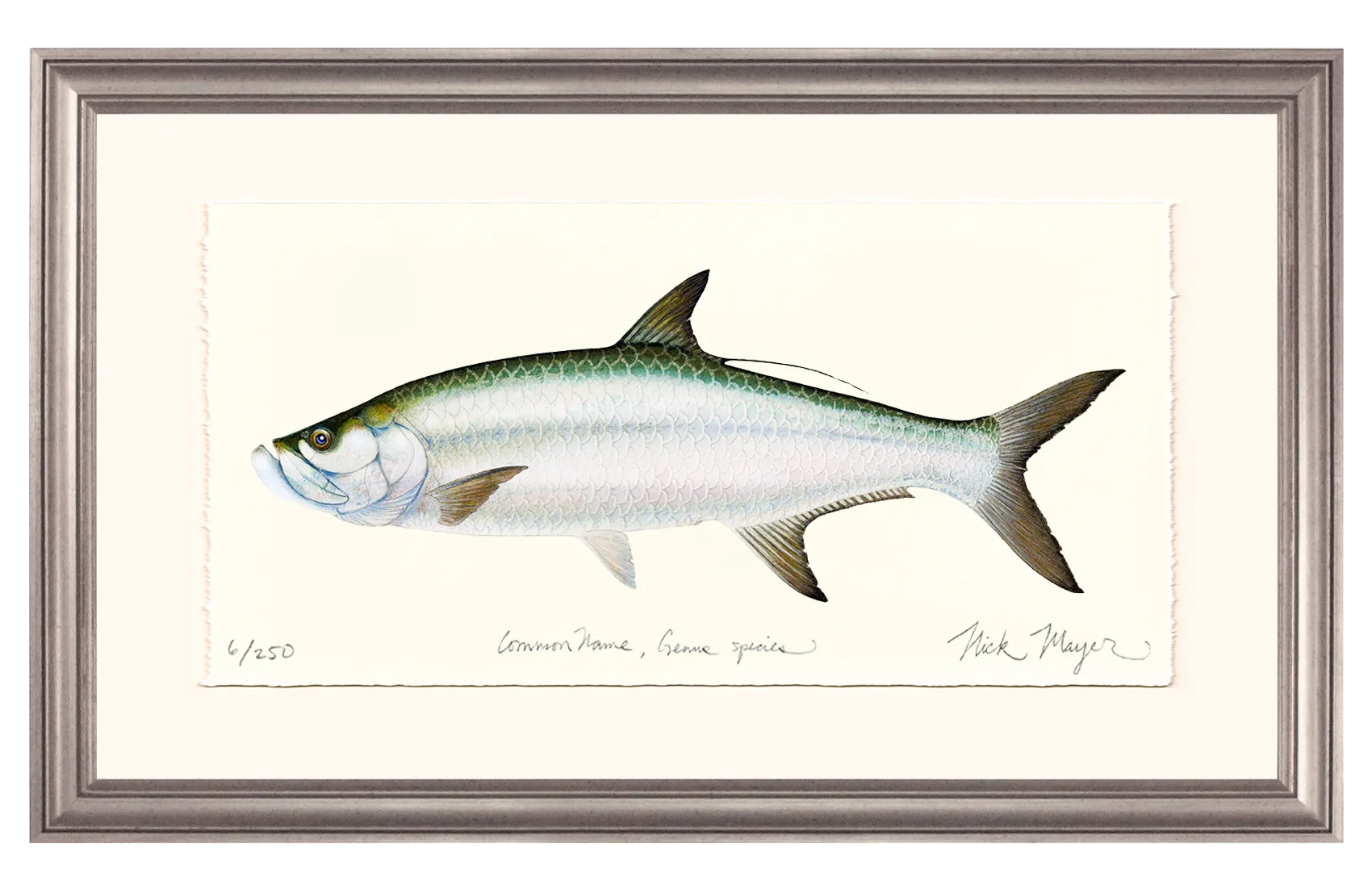 Tarpon Limited Edition Print - Best Seller