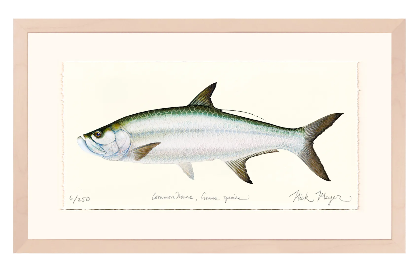 Tarpon Limited Edition Print - Best Seller