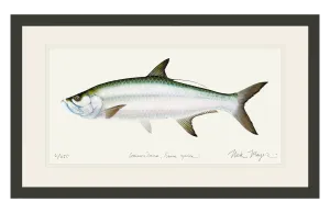 Tarpon Original Watercolor Painting
